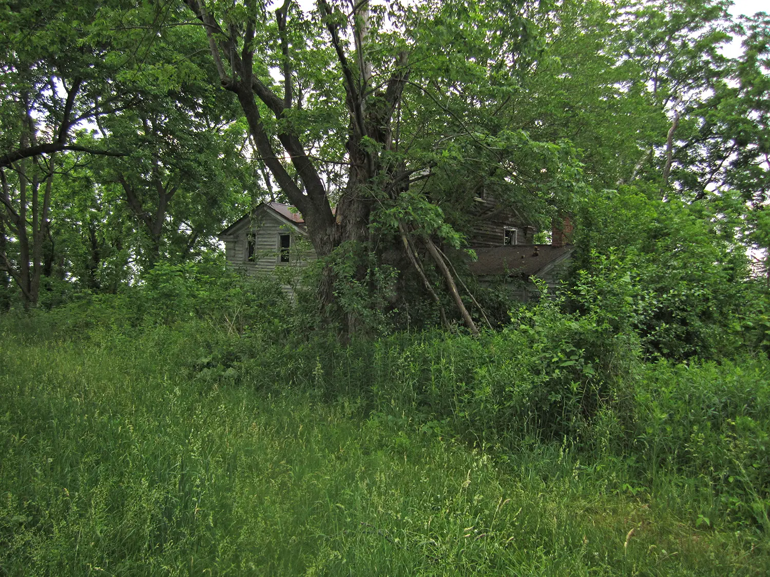 A scene of abundant foliage among which is an abandoned farmhouse.